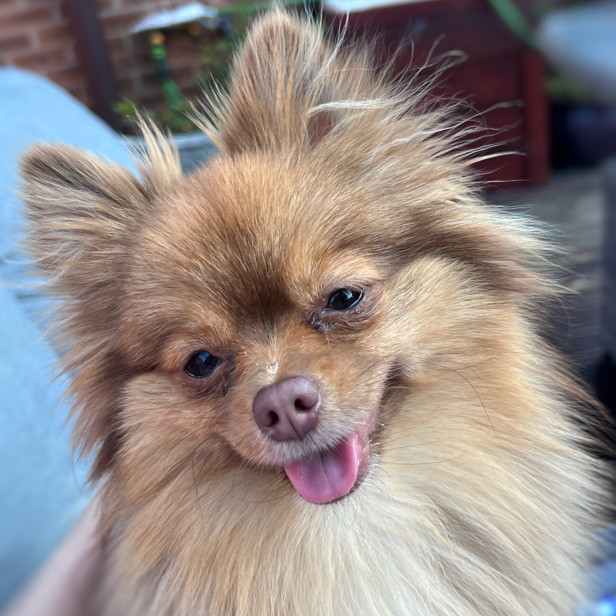 Pet Ashes & Fur Jewellery - Nicky Robin Memorial Jewellery